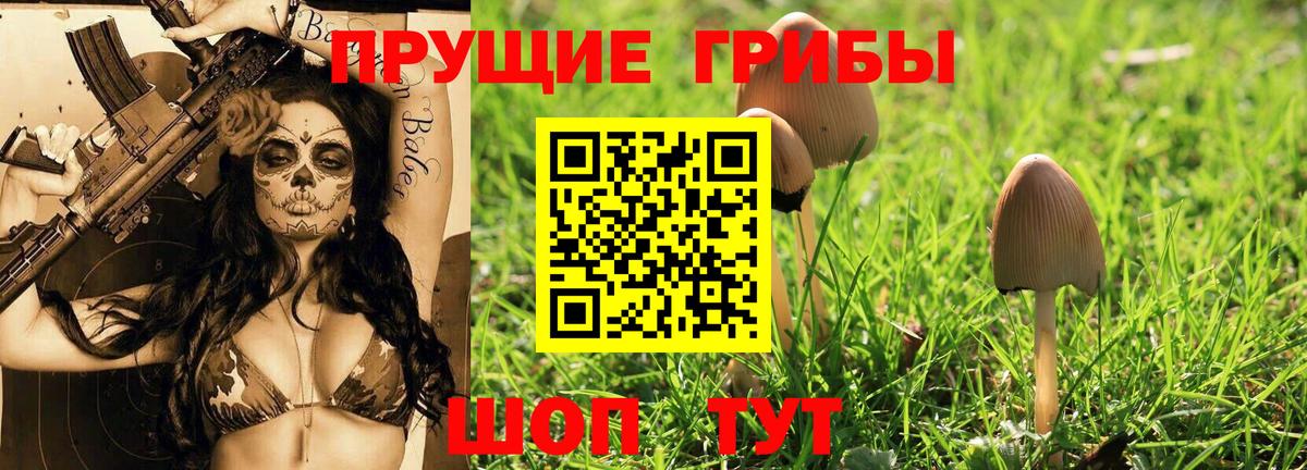 Галлюциногенные грибы Psilocybe Амурск